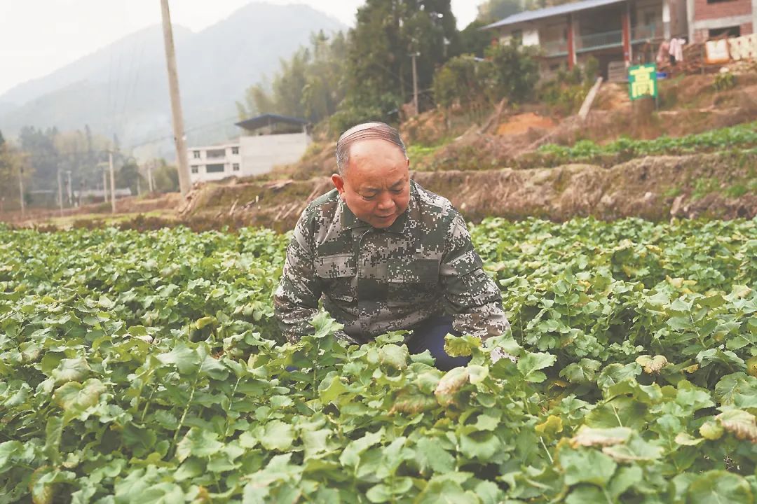 T&ocirc;i chi gần 900 triệu đồng x&acirc;y nh&agrave; về qu&ecirc; dưỡng gi&agrave; - nhưng chưa đầy 1 năm đ&atilde; quay lại th&agrave;nh phố: B&agrave;i học t&agrave;i ch&iacute;nh đắt gi&aacute; sau tuổi 60- Ảnh 2.