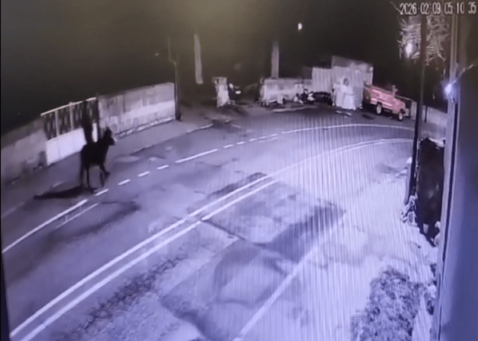 To&agrave;n cảnh vụ trộm &ldquo;kh&oacute; đỡ&rdquo; được camera ghi lại: Đột nhập bằng xe n&acirc;ng, &ocirc;m 150g v&agrave;ng cưỡi lừa tẩu tho&aacute;t- Ảnh 2.