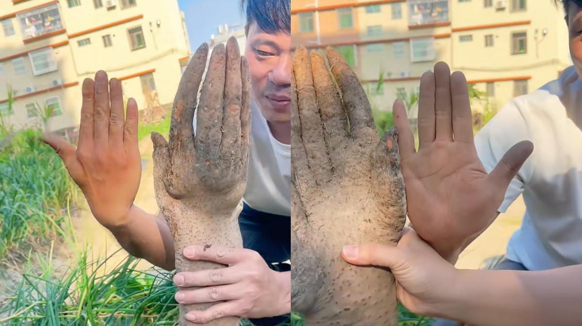 Đ&agrave;o được nguy&ecirc;n 