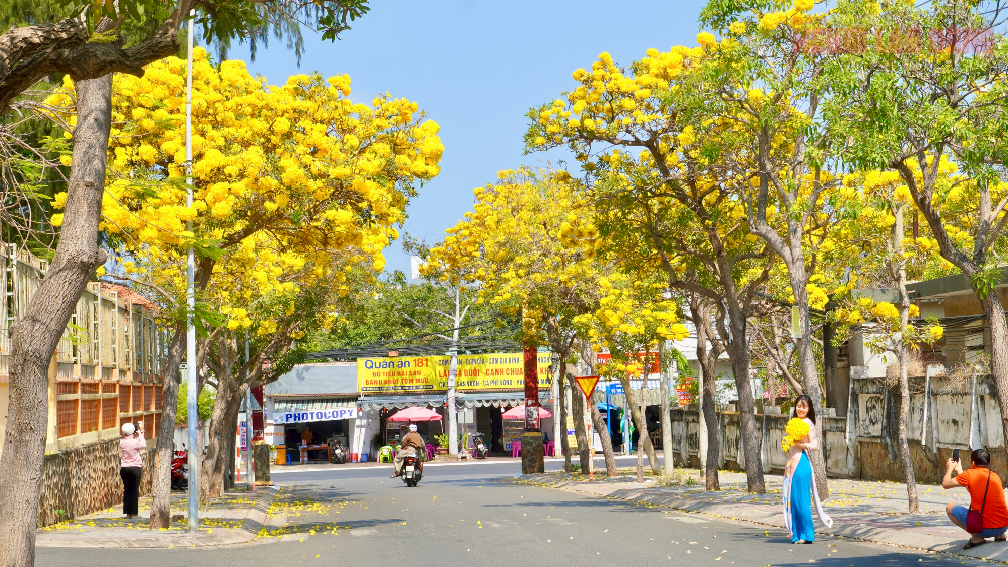 Hoa phong linh "nhuộm v&agrave;ng" Vũng T&agrave;u, du kh&aacute;ch rộn r&agrave;ng check-in- Ảnh 1.