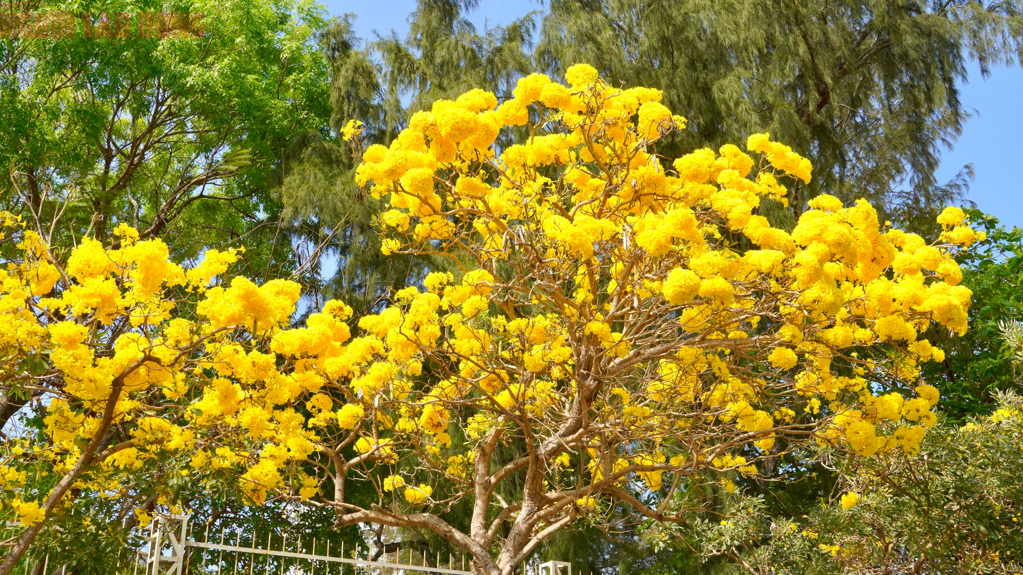 Hoa phong linh "nhuộm v&agrave;ng" Vũng T&agrave;u, du kh&aacute;ch rộn r&agrave;ng check-in- Ảnh 2.