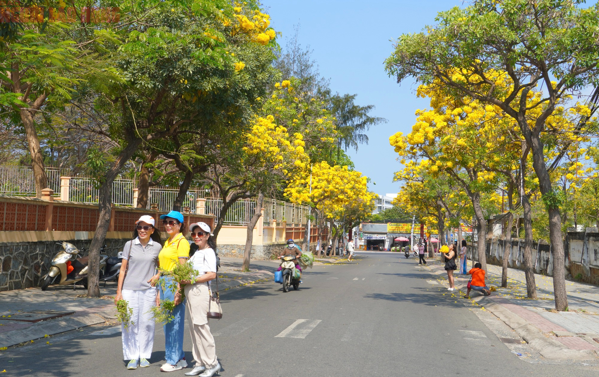 Hoa phong linh "nhuộm v&agrave;ng" Vũng T&agrave;u, du kh&aacute;ch rộn r&agrave;ng check-in- Ảnh 3.