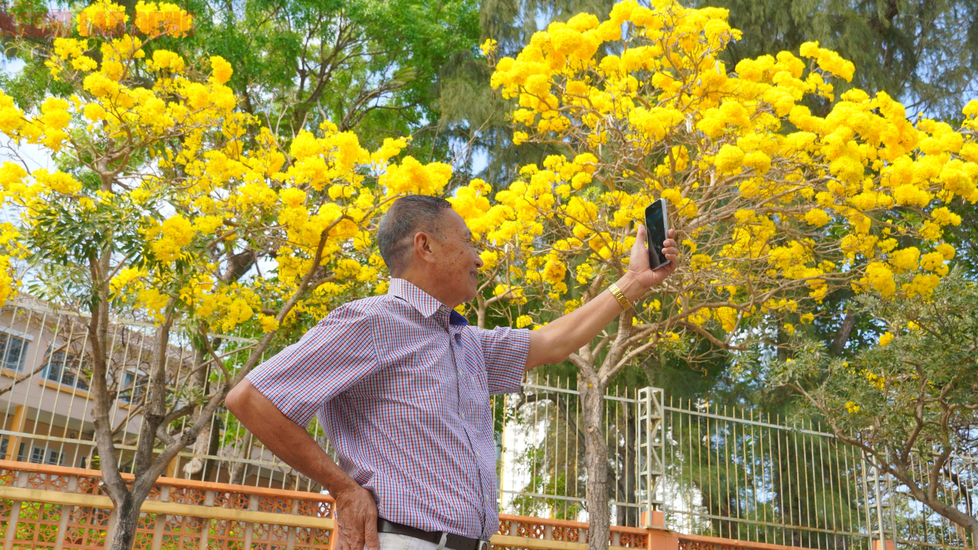 Hoa phong linh "nhuộm v&agrave;ng" Vũng T&agrave;u, du kh&aacute;ch rộn r&agrave;ng check-in- Ảnh 4.