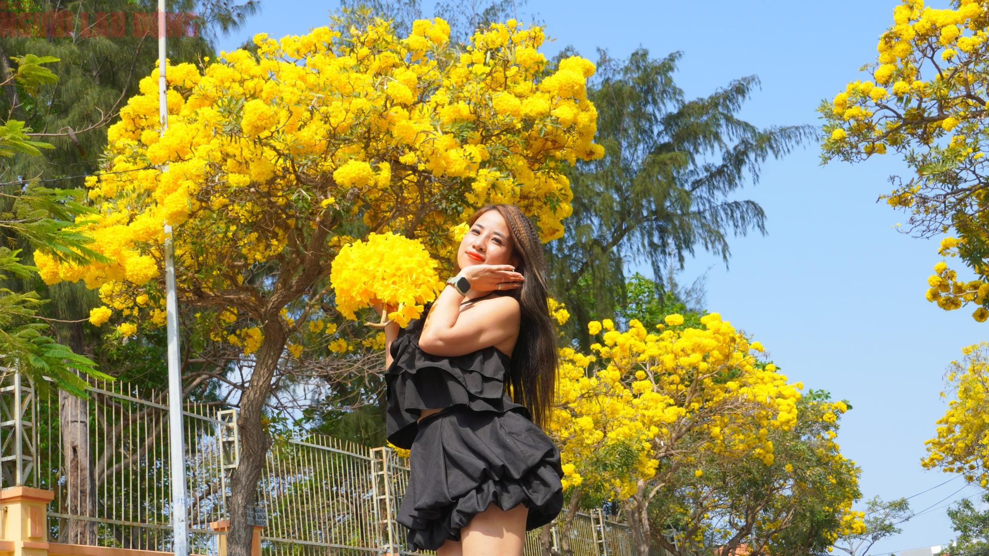 Hoa phong linh "nhuộm v&agrave;ng" Vũng T&agrave;u, du kh&aacute;ch rộn r&agrave;ng check-in- Ảnh 5.