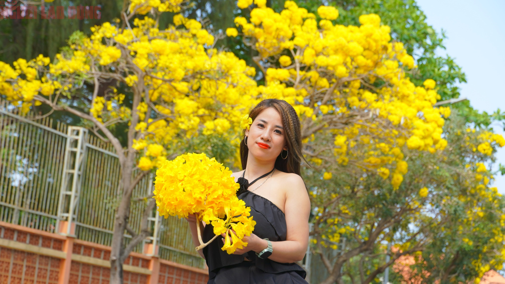 Hoa phong linh "nhuộm v&agrave;ng" Vũng T&agrave;u, du kh&aacute;ch rộn r&agrave;ng check-in- Ảnh 6.