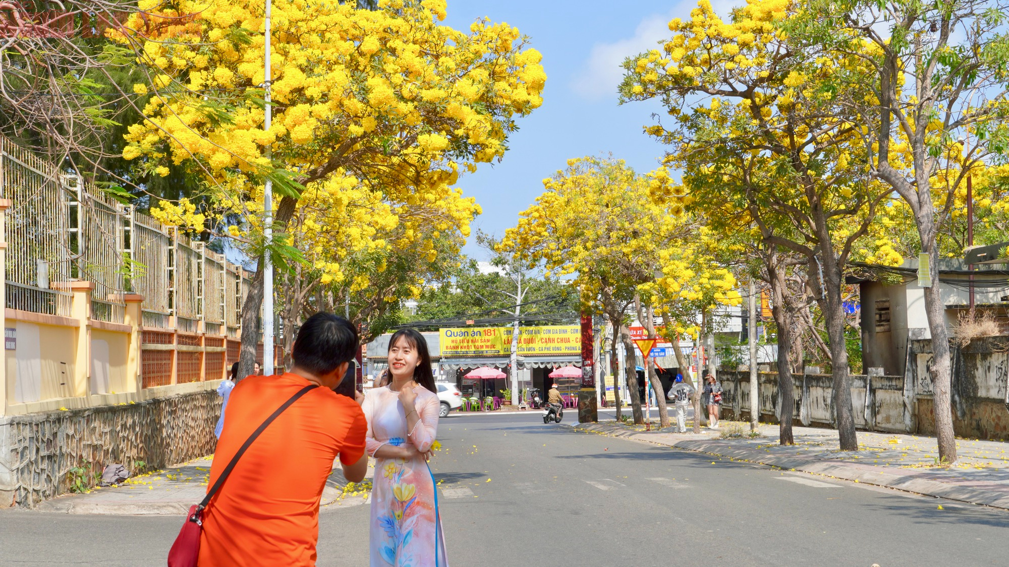 Hoa phong linh "nhuộm v&agrave;ng" Vũng T&agrave;u, du kh&aacute;ch rộn r&agrave;ng check-in- Ảnh 7.