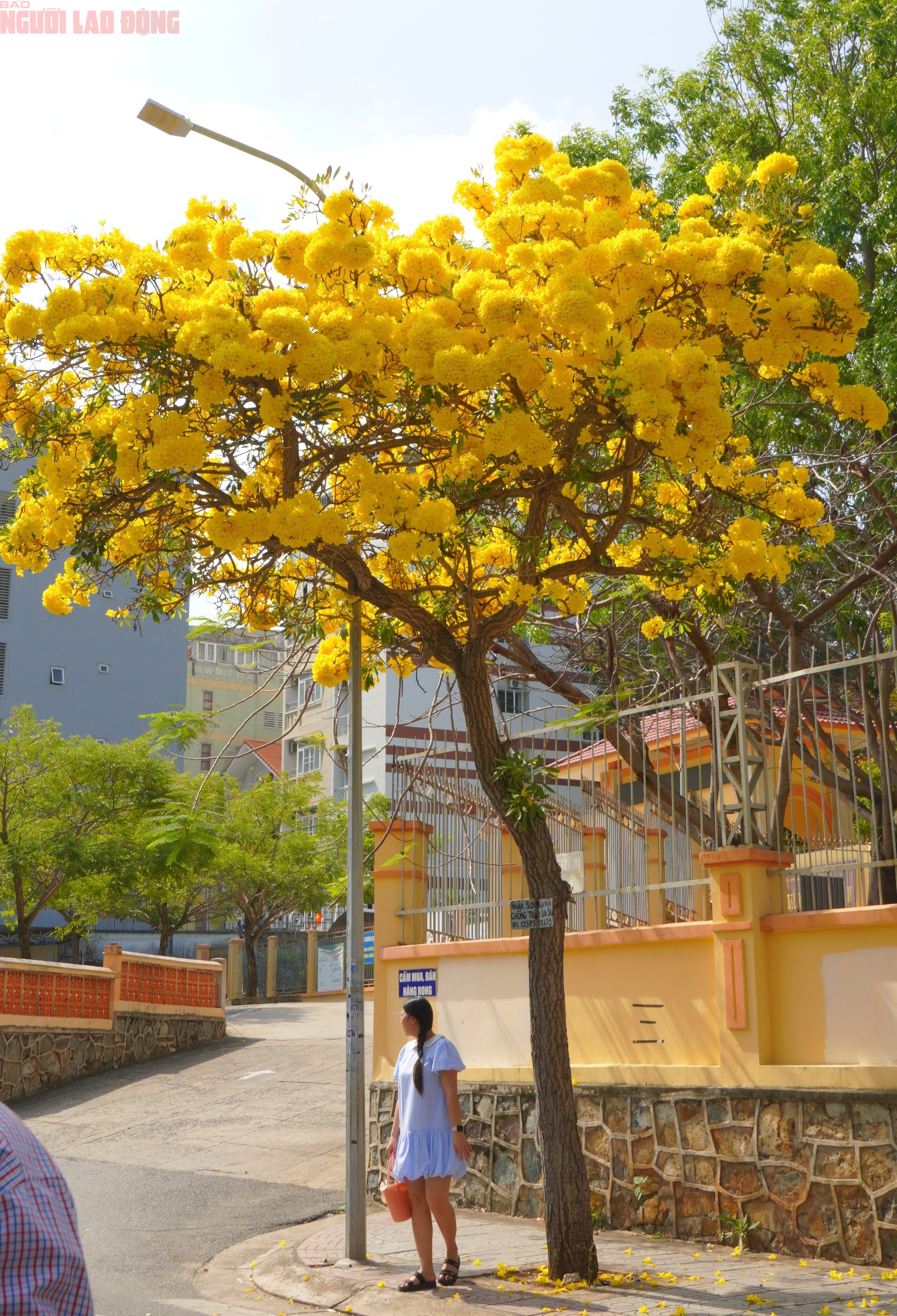 Hoa phong linh "nhuộm v&agrave;ng" Vũng T&agrave;u, du kh&aacute;ch rộn r&agrave;ng check-in- Ảnh 8.