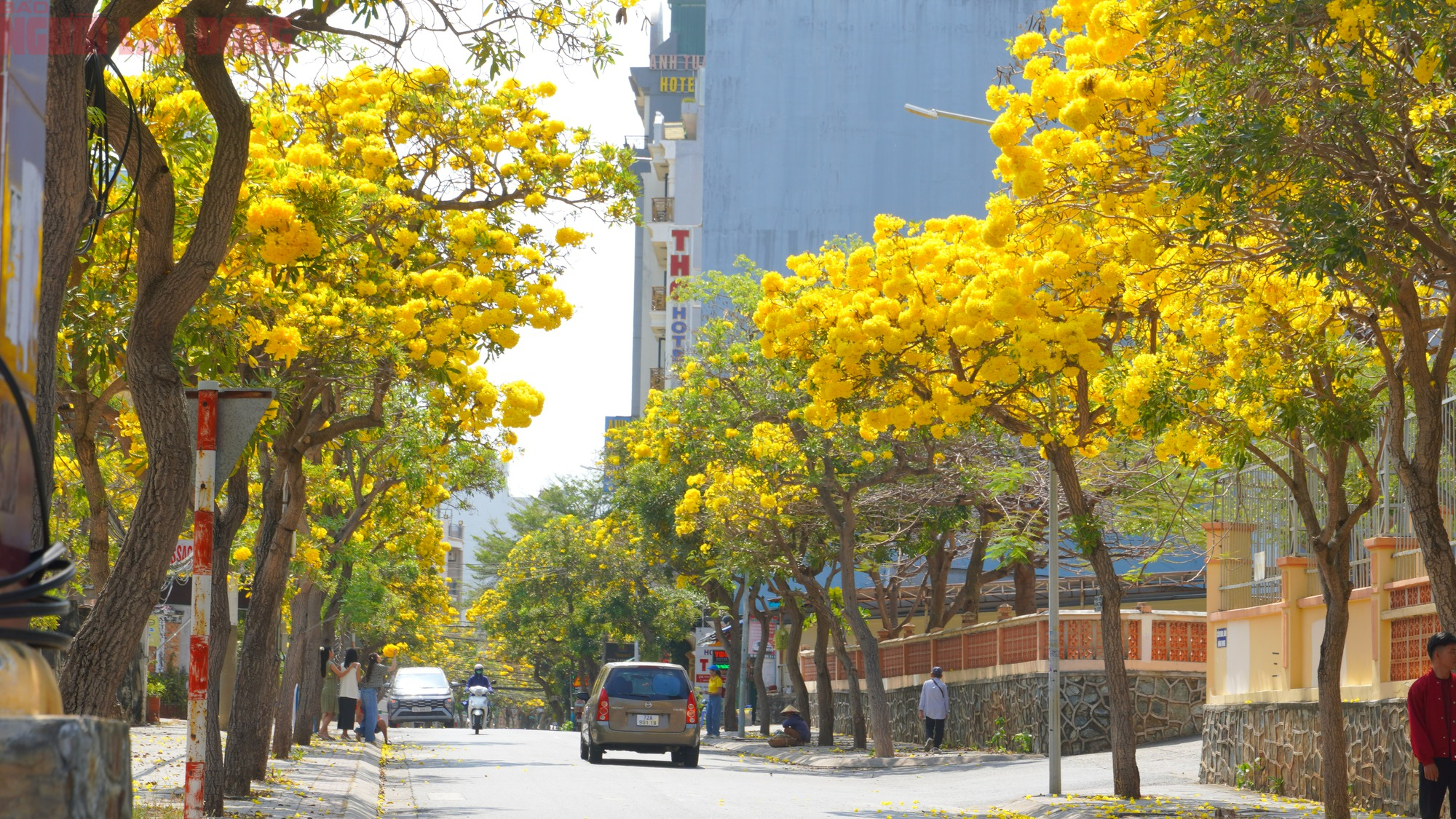 Hoa phong linh "nhuộm v&agrave;ng" Vũng T&agrave;u, du kh&aacute;ch rộn r&agrave;ng check-in- Ảnh 9.