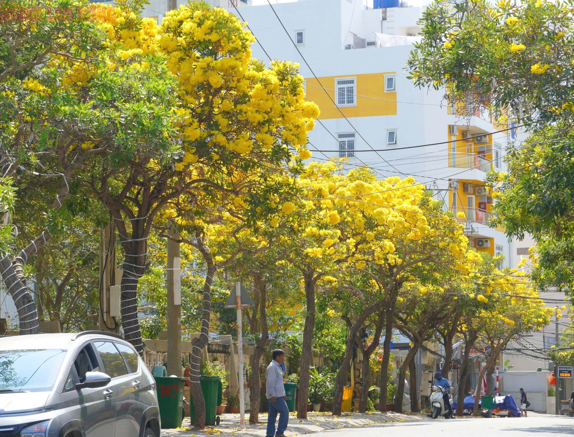 Hoa phong linh "nhuộm v&agrave;ng" Vũng T&agrave;u, du kh&aacute;ch rộn r&agrave;ng check-in- Ảnh 10.