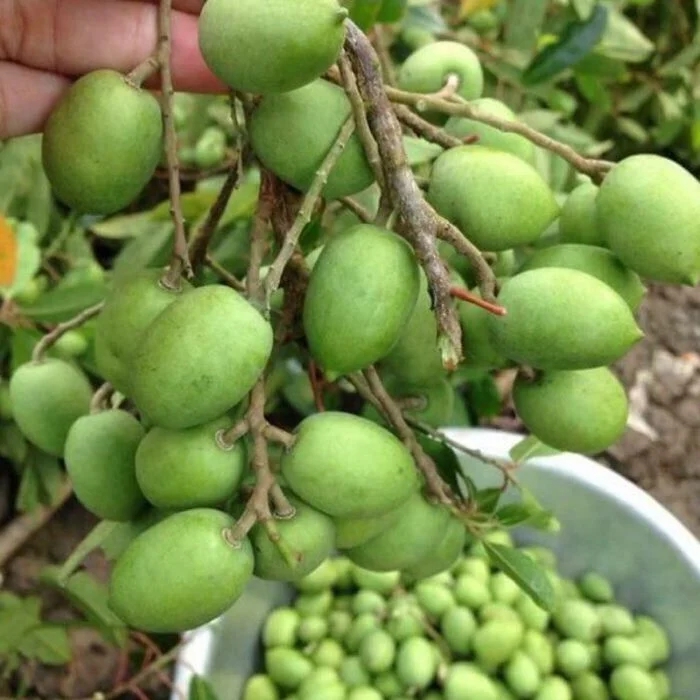 5 loại tr&aacute;i c&acirc;y đặc sản miền T&acirc;y, cả nước hiếm nơi t&igrave;m thấy- Ảnh 4.