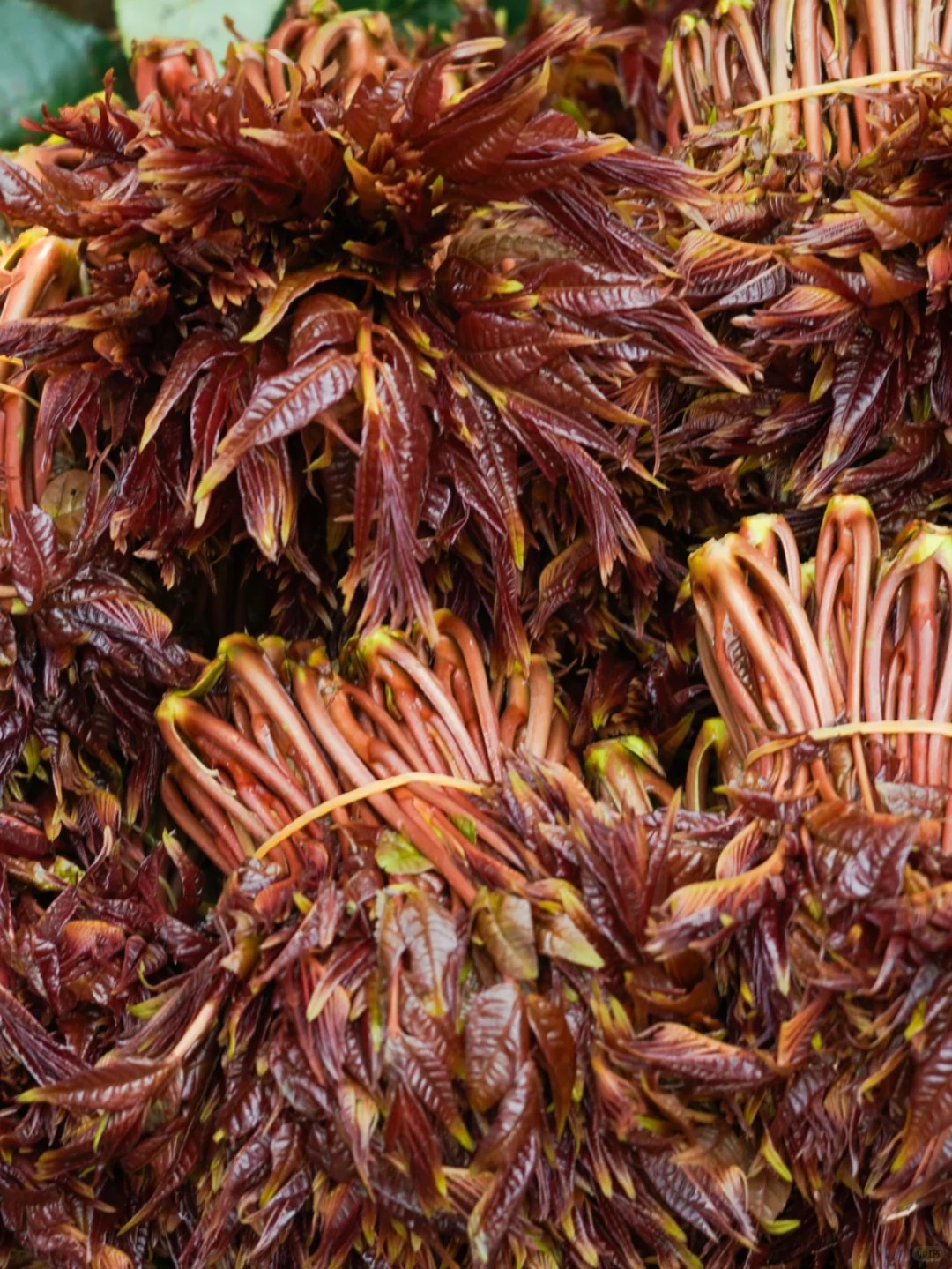 Bỏ qua những tour đắt đỏ, kh&aacute;ch Việt đi V&acirc;n Nam giờ chuộng mốt "b&aacute;m đu&ocirc;i" đầu bếp ra chợ n&ocirc;ng sản mua hoa về... x&agrave;o thịt- Ảnh 17.