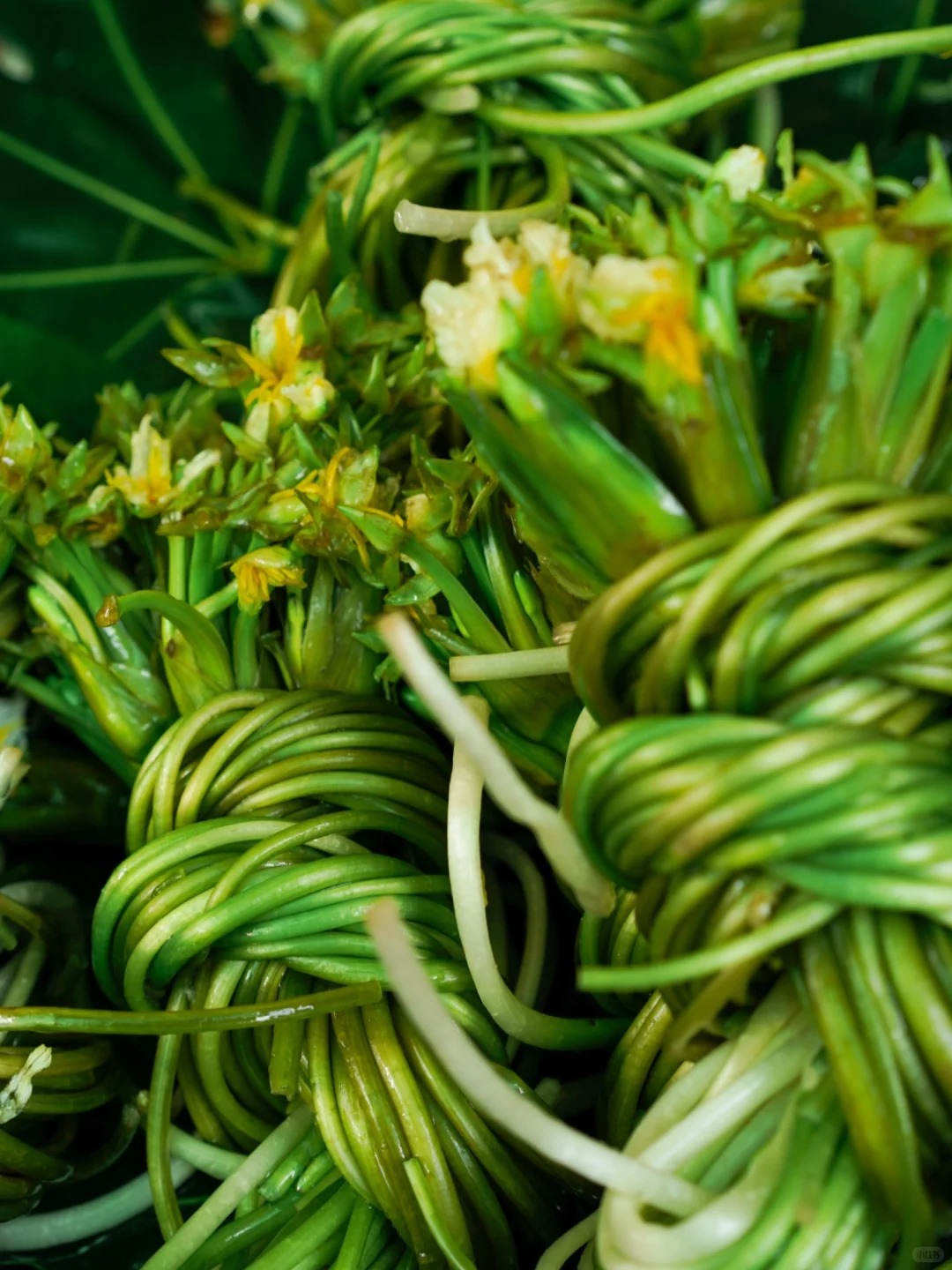 Bỏ qua những tour đắt đỏ, kh&aacute;ch Việt đi V&acirc;n Nam giờ chuộng mốt "b&aacute;m đu&ocirc;i" đầu bếp ra chợ n&ocirc;ng sản mua hoa về... x&agrave;o thịt- Ảnh 30.