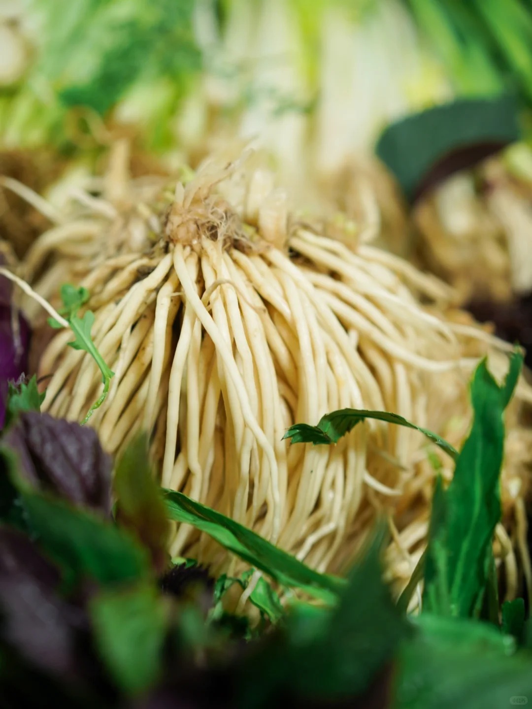 Bỏ qua những tour đắt đỏ, kh&aacute;ch Việt đi V&acirc;n Nam giờ chuộng mốt "b&aacute;m đu&ocirc;i" đầu bếp ra chợ n&ocirc;ng sản mua hoa về... x&agrave;o thịt- Ảnh 26.