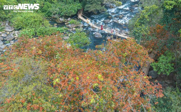 M&ugrave;a v&agrave;ng anh 'thắp nắng' giữa Phong Nha - Kẻ B&agrave;ng- Ảnh 1.