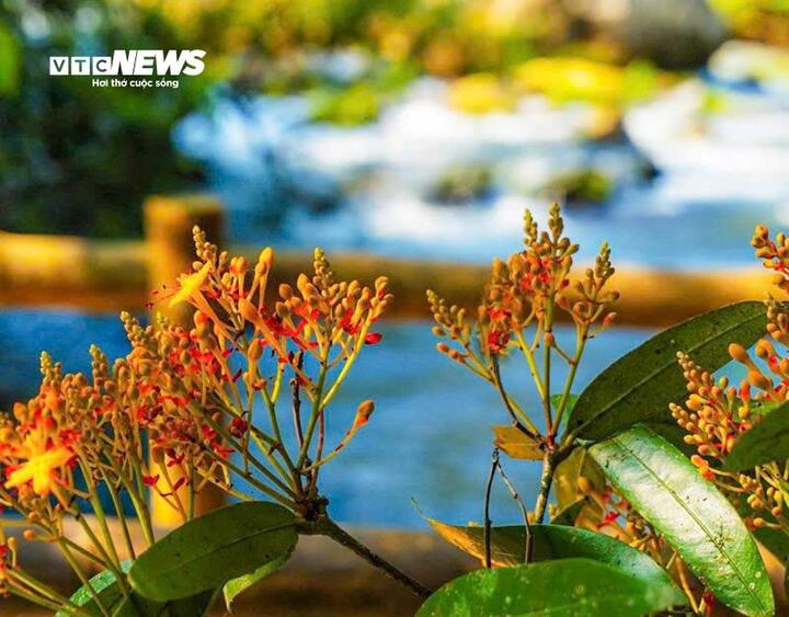 M&ugrave;a v&agrave;ng anh 'thắp nắng' giữa Phong Nha - Kẻ B&agrave;ng- Ảnh 2.