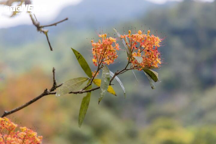 M&ugrave;a v&agrave;ng anh 'thắp nắng' giữa Phong Nha - Kẻ B&agrave;ng- Ảnh 3.