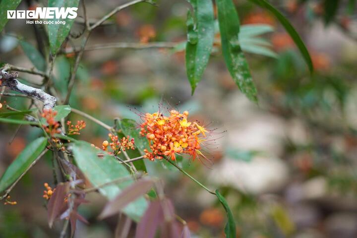 M&ugrave;a v&agrave;ng anh 'thắp nắng' giữa Phong Nha - Kẻ B&agrave;ng- Ảnh 4.