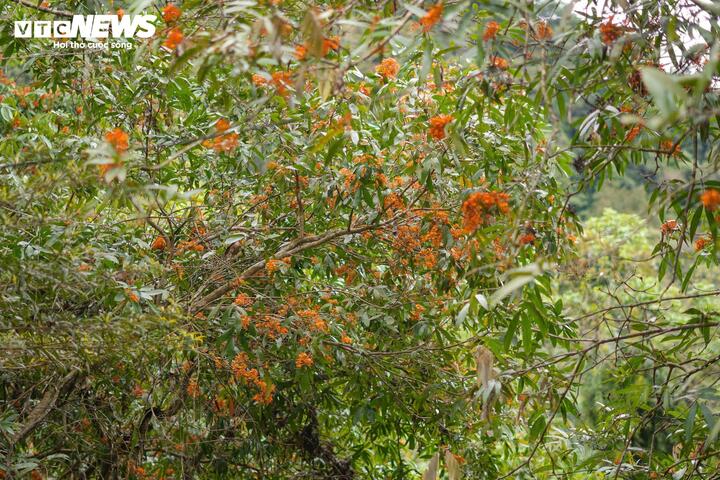 M&ugrave;a v&agrave;ng anh 'thắp nắng' giữa Phong Nha - Kẻ B&agrave;ng- Ảnh 8.