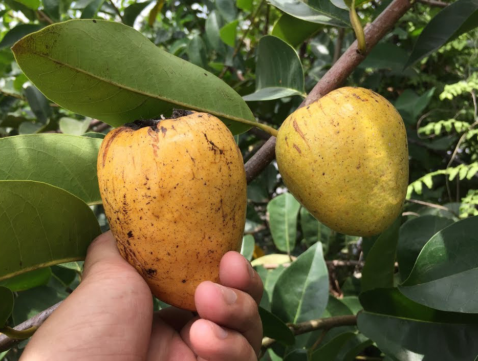 5 loại tr&aacute;i c&acirc;y đặc sản miền T&acirc;y, cả nước hiếm nơi t&igrave;m thấy- Ảnh 1.