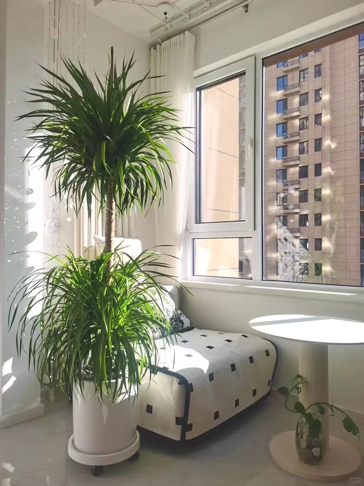 5 lo&agrave;i c&acirc;y sống l&acirc;u hơn cả người, c&agrave;ng gi&agrave; c&agrave;ng lộ ra sự qu&yacute; gi&aacute;, bảo vệ gia đ&igrave;nh, giữ lộc 3 đời con ch&aacute;u- Ảnh 8.