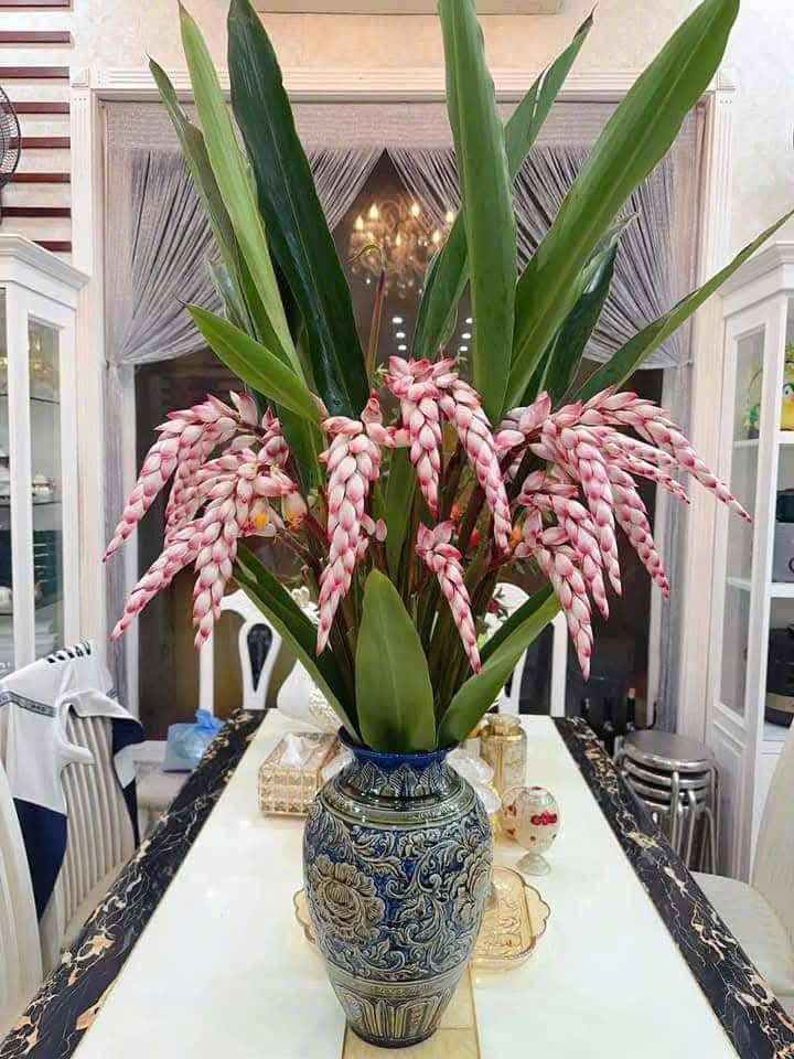 Riềng ấm đang v&agrave;o m&ugrave;a, được nhiều chị em săn l&ugrave;ng mua về cắm chưng nh&agrave;: Loại hoa n&agrave;y c&oacute; g&igrave; đặc biệt?- Ảnh 13.