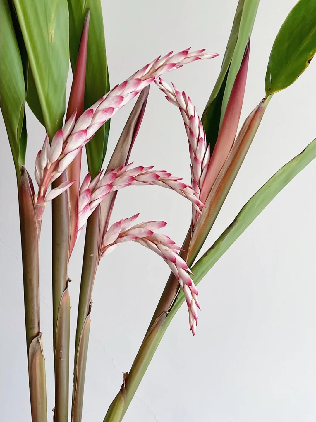 Riềng ấm đang v&agrave;o m&ugrave;a, được nhiều chị em săn l&ugrave;ng mua về cắm chưng nh&agrave;: Loại hoa n&agrave;y c&oacute; g&igrave; đặc biệt?- Ảnh 4.