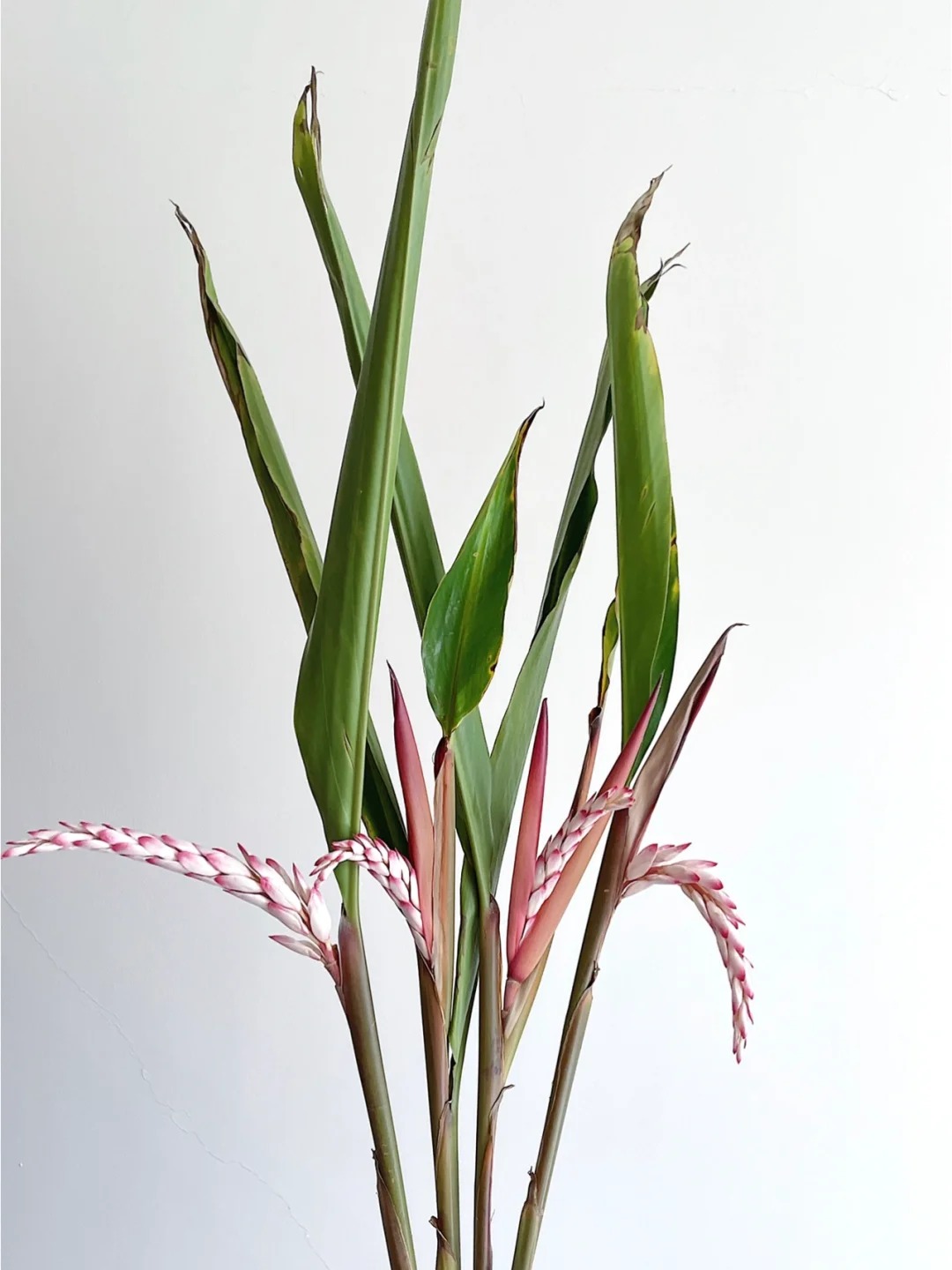 Riềng ấm đang v&agrave;o m&ugrave;a, được nhiều chị em săn l&ugrave;ng mua về cắm chưng nh&agrave;: Loại hoa n&agrave;y c&oacute; g&igrave; đặc biệt?- Ảnh 5.