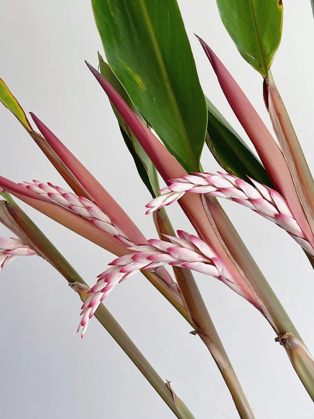 Riềng ấm đang v&agrave;o m&ugrave;a, được nhiều chị em săn l&ugrave;ng mua về cắm chưng nh&agrave;: Loại hoa n&agrave;y c&oacute; g&igrave; đặc biệt?- Ảnh 6.