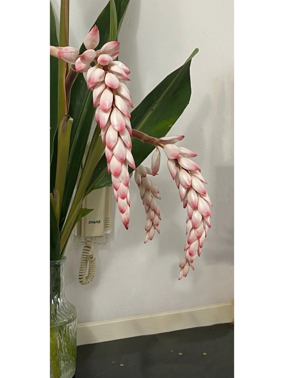 Riềng ấm đang v&agrave;o m&ugrave;a, được nhiều chị em săn l&ugrave;ng mua về cắm chưng nh&agrave;: Loại hoa n&agrave;y c&oacute; g&igrave; đặc biệt?- Ảnh 3.