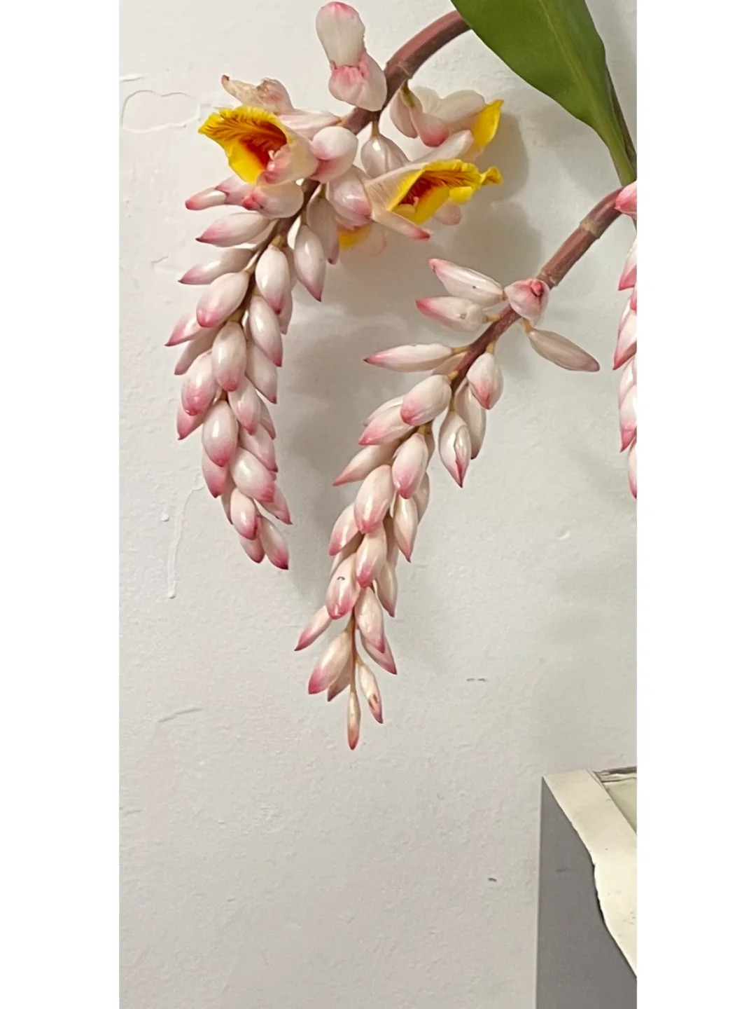 Riềng ấm đang v&agrave;o m&ugrave;a, được nhiều chị em săn l&ugrave;ng mua về cắm chưng nh&agrave;: Loại hoa n&agrave;y c&oacute; g&igrave; đặc biệt?- Ảnh 7.