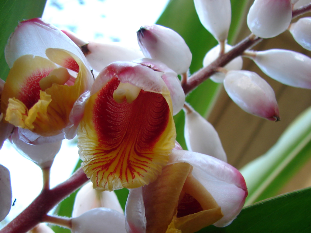 Riềng ấm đang v&agrave;o m&ugrave;a, được nhiều chị em săn l&ugrave;ng mua về cắm chưng nh&agrave;: Loại hoa n&agrave;y c&oacute; g&igrave; đặc biệt?- Ảnh 11.