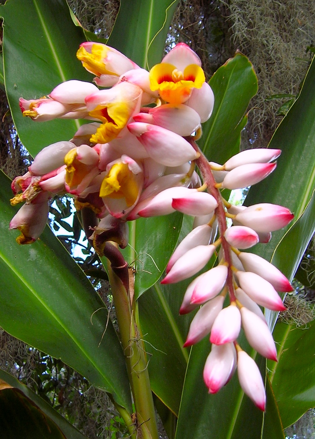 Riềng ấm đang v&agrave;o m&ugrave;a, được nhiều chị em săn l&ugrave;ng mua về cắm chưng nh&agrave;: Loại hoa n&agrave;y c&oacute; g&igrave; đặc biệt?- Ảnh 10.