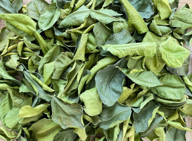 L&aacute; của c&acirc;y n&agrave;y đem phơi kh&ocirc; qu&yacute; như "nh&acirc;n s&acirc;m của người ngh&egrave;o", đừng bỏ ph&iacute;- Ảnh 1.