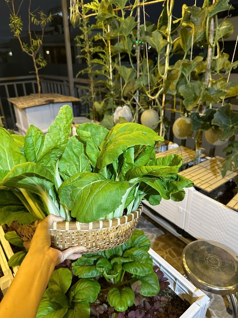 Vợ chồng ở TP.HCM g&acirc;y sốt với khu vườn tr&ecirc;n s&acirc;n thượng, vừa c&oacute; rau sạch ăn, vừa l&agrave; nơi "h&acirc;m n&oacute;ng" t&igrave;nh cảm cực l&atilde;ng mạn- Ảnh 8.