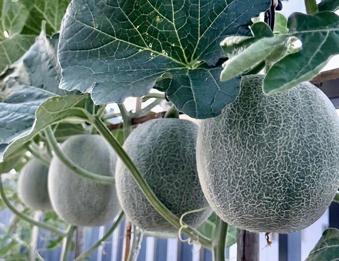 Vợ chồng ở TP.HCM g&acirc;y sốt với khu vườn tr&ecirc;n s&acirc;n thượng, vừa c&oacute; rau sạch ăn, vừa l&agrave; nơi "h&acirc;m n&oacute;ng" t&igrave;nh cảm cực l&atilde;ng mạn- Ảnh 6.