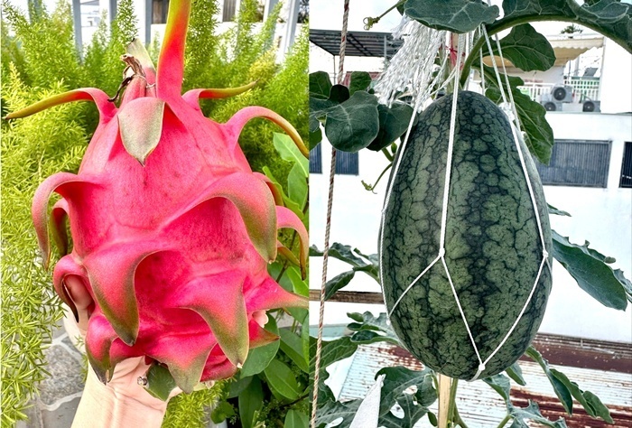 Vợ chồng ở TP.HCM g&acirc;y sốt với khu vườn tr&ecirc;n s&acirc;n thượng, vừa c&oacute; rau sạch ăn, vừa l&agrave; nơi "h&acirc;m n&oacute;ng" t&igrave;nh cảm cực l&atilde;ng mạn- Ảnh 7.