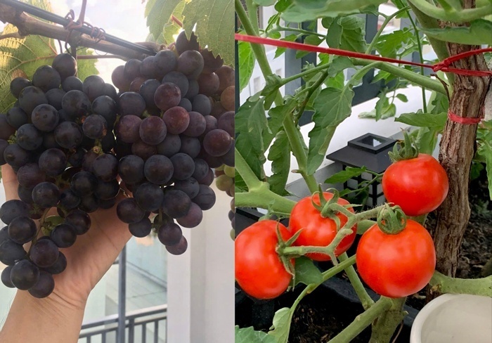 Vợ chồng ở TP.HCM g&acirc;y sốt với khu vườn tr&ecirc;n s&acirc;n thượng, vừa c&oacute; rau sạch ăn, vừa l&agrave; nơi "h&acirc;m n&oacute;ng" t&igrave;nh cảm cực l&atilde;ng mạn- Ảnh 5.