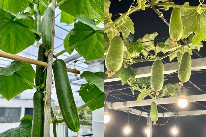 Vợ chồng ở TP.HCM g&acirc;y sốt với khu vườn tr&ecirc;n s&acirc;n thượng, vừa c&oacute; rau sạch ăn, vừa l&agrave; nơi "h&acirc;m n&oacute;ng" t&igrave;nh cảm cực l&atilde;ng mạn- Ảnh 9.