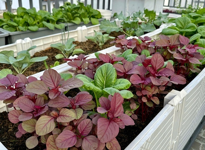 Vợ chồng ở TP.HCM g&acirc;y sốt với khu vườn tr&ecirc;n s&acirc;n thượng, vừa c&oacute; rau sạch ăn, vừa l&agrave; nơi "h&acirc;m n&oacute;ng" t&igrave;nh cảm cực l&atilde;ng mạn- Ảnh 4.