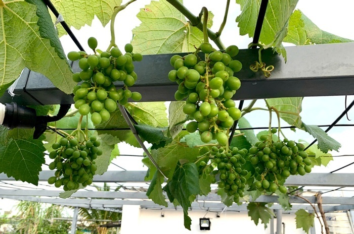 Vợ chồng ở TP.HCM g&acirc;y sốt với khu vườn tr&ecirc;n s&acirc;n thượng, vừa c&oacute; rau sạch ăn, vừa l&agrave; nơi "h&acirc;m n&oacute;ng" t&igrave;nh cảm cực l&atilde;ng mạn- Ảnh 2.