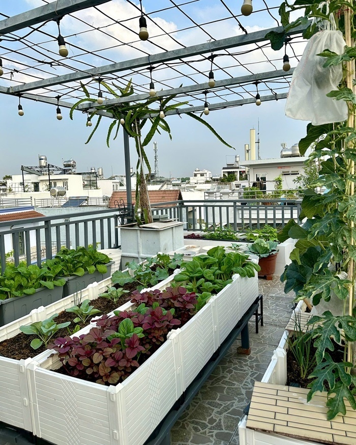 Vợ chồng ở TP.HCM g&acirc;y sốt với khu vườn tr&ecirc;n s&acirc;n thượng, vừa c&oacute; rau sạch ăn, vừa l&agrave; nơi "h&acirc;m n&oacute;ng" t&igrave;nh cảm cực l&atilde;ng mạn- Ảnh 3.