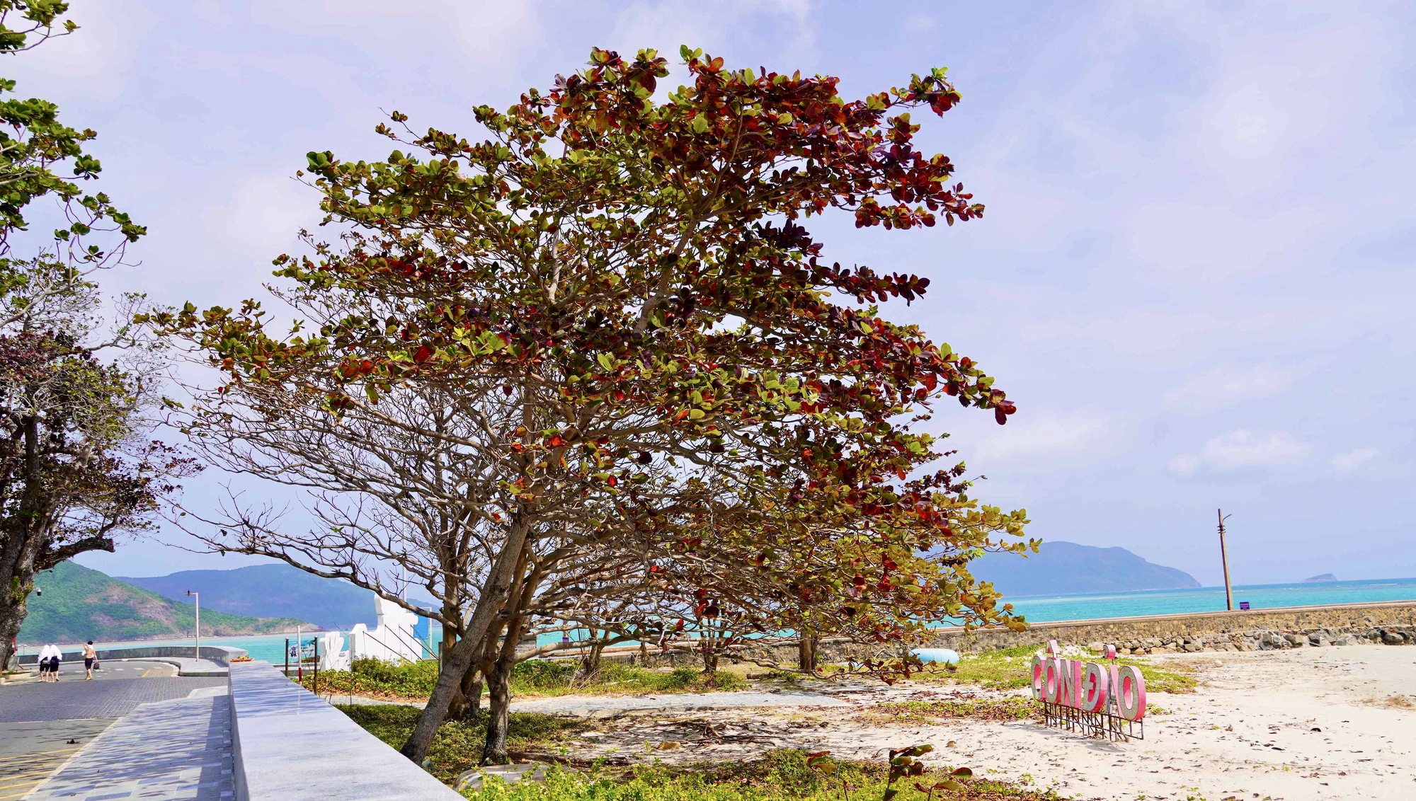 H&igrave;nh ảnh C&ocirc;n Đảo v&agrave;o "m&ugrave;a đẹp nhất năm"- Ảnh 3.