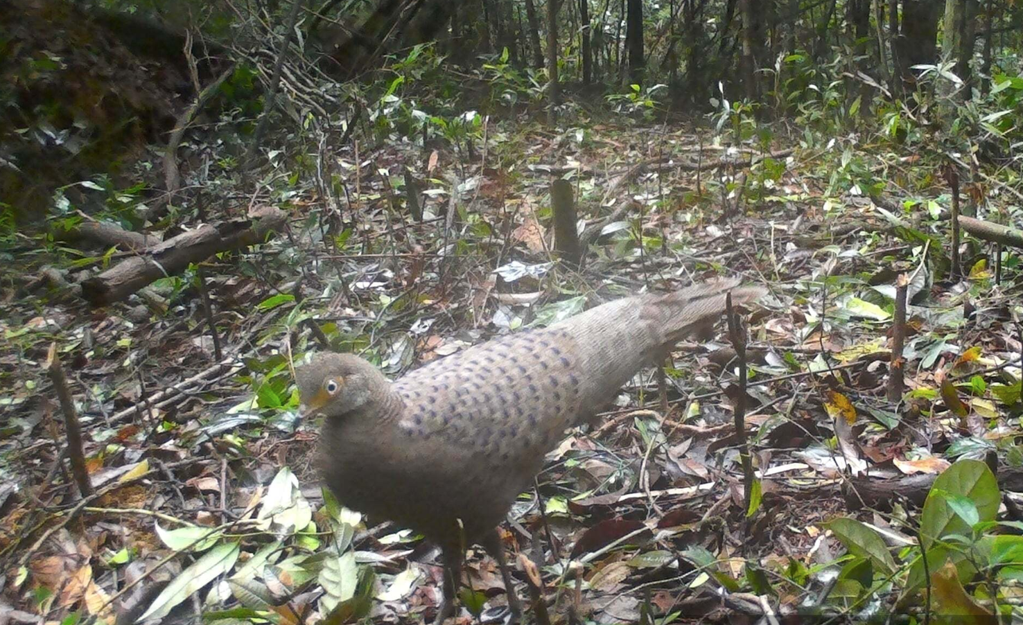 "Báu vật sống" ở khu rừng lớn nhất Nghệ An: Quý như vàng, đẹp như chim công- Ảnh 1. "Báu vật sống" ở khu rừng lớn nhất Nghệ An: Quý như vàng, đẹp như chim công- Ảnh 1.