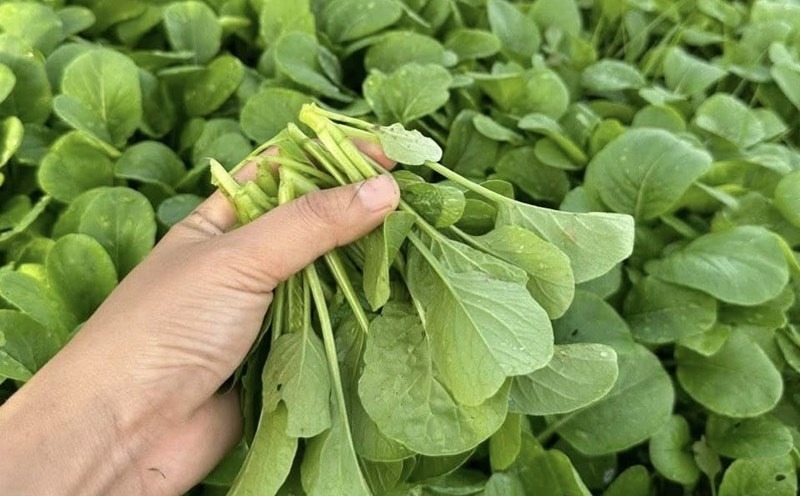 5 loại rau n&ecirc;n mua ngay l&uacute;c n&agrave;y: Gi&aacute; rẻ, &iacute;t calo, chợ Việt n&agrave;o cũng b&aacute;n- Ảnh 2.