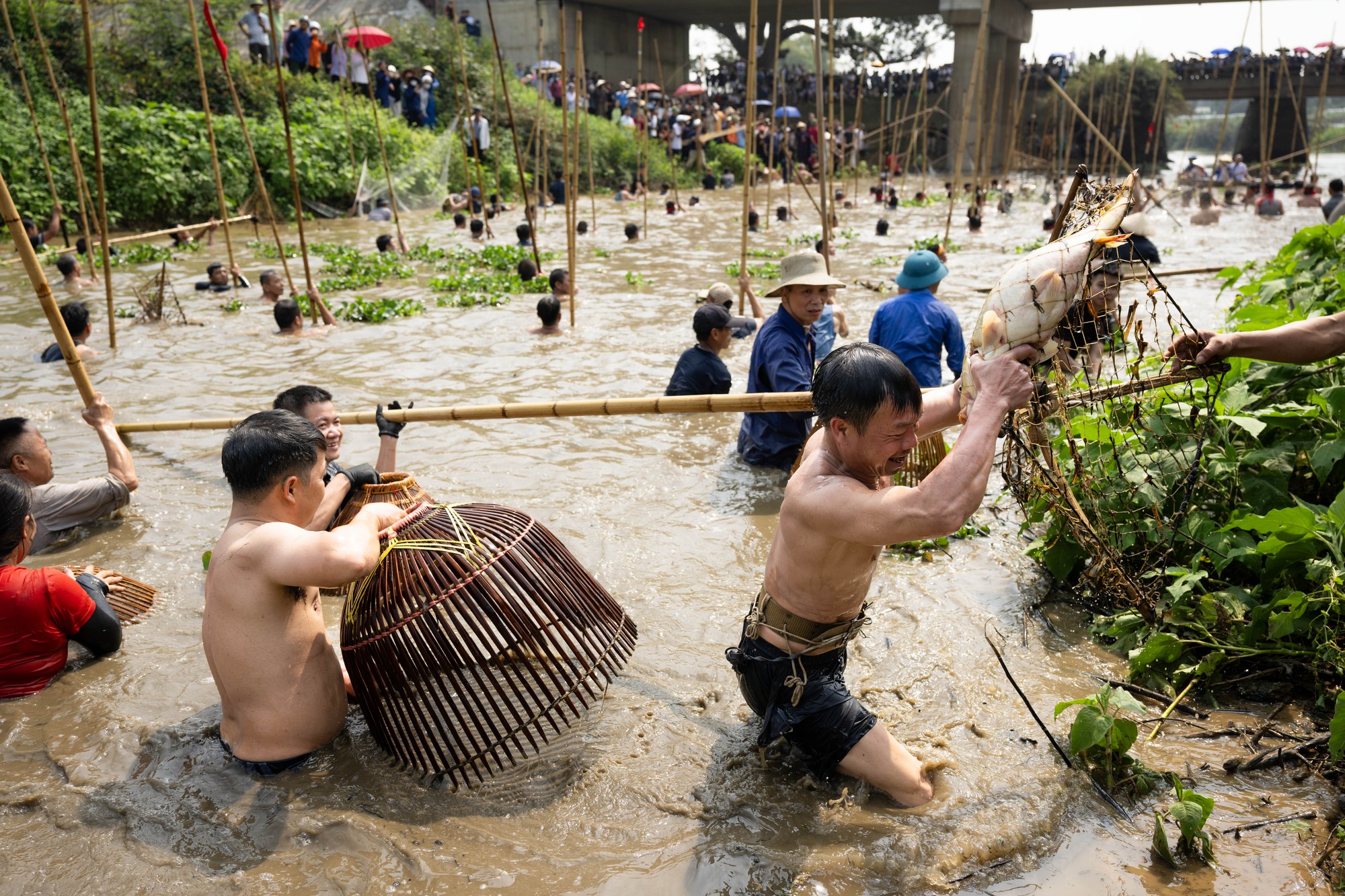 3 năm mới c&oacute; 1 lần, h&agrave;ng trăm trai l&agrave;ng xứ Đo&agrave;i đồng loạt dập s&agrave;o, c&aacute; quẫy trắng cả kh&uacute;c s&ocirc;ng- Ảnh 20.