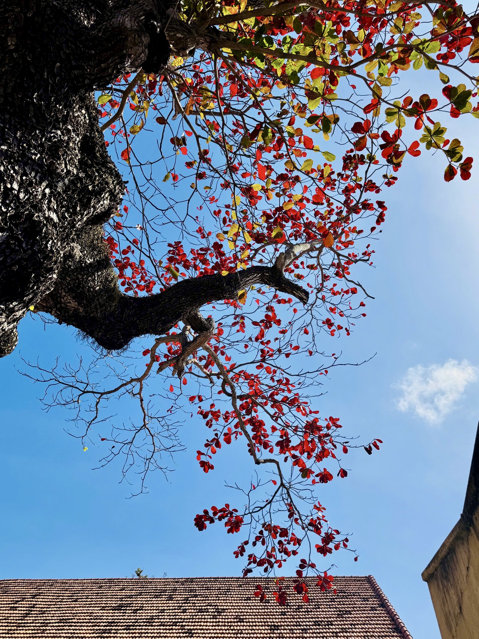 H&igrave;nh ảnh C&ocirc;n Đảo v&agrave;o "m&ugrave;a đẹp nhất năm"- Ảnh 4.