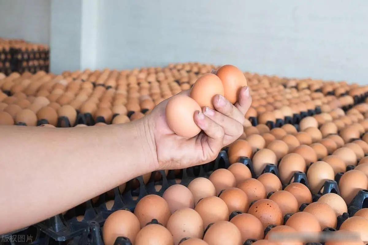 Đi chợ chọn trứng to nhất hay nhỏ nhất tốt hơn?- Ảnh 1.