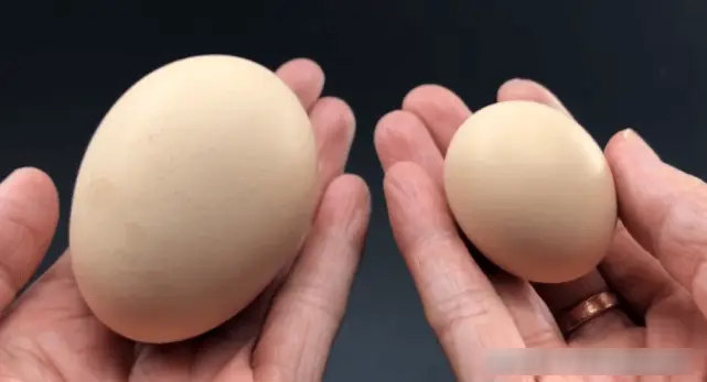 Đi chợ chọn trứng to nhất hay nhỏ nhất tốt hơn?- Ảnh 4.