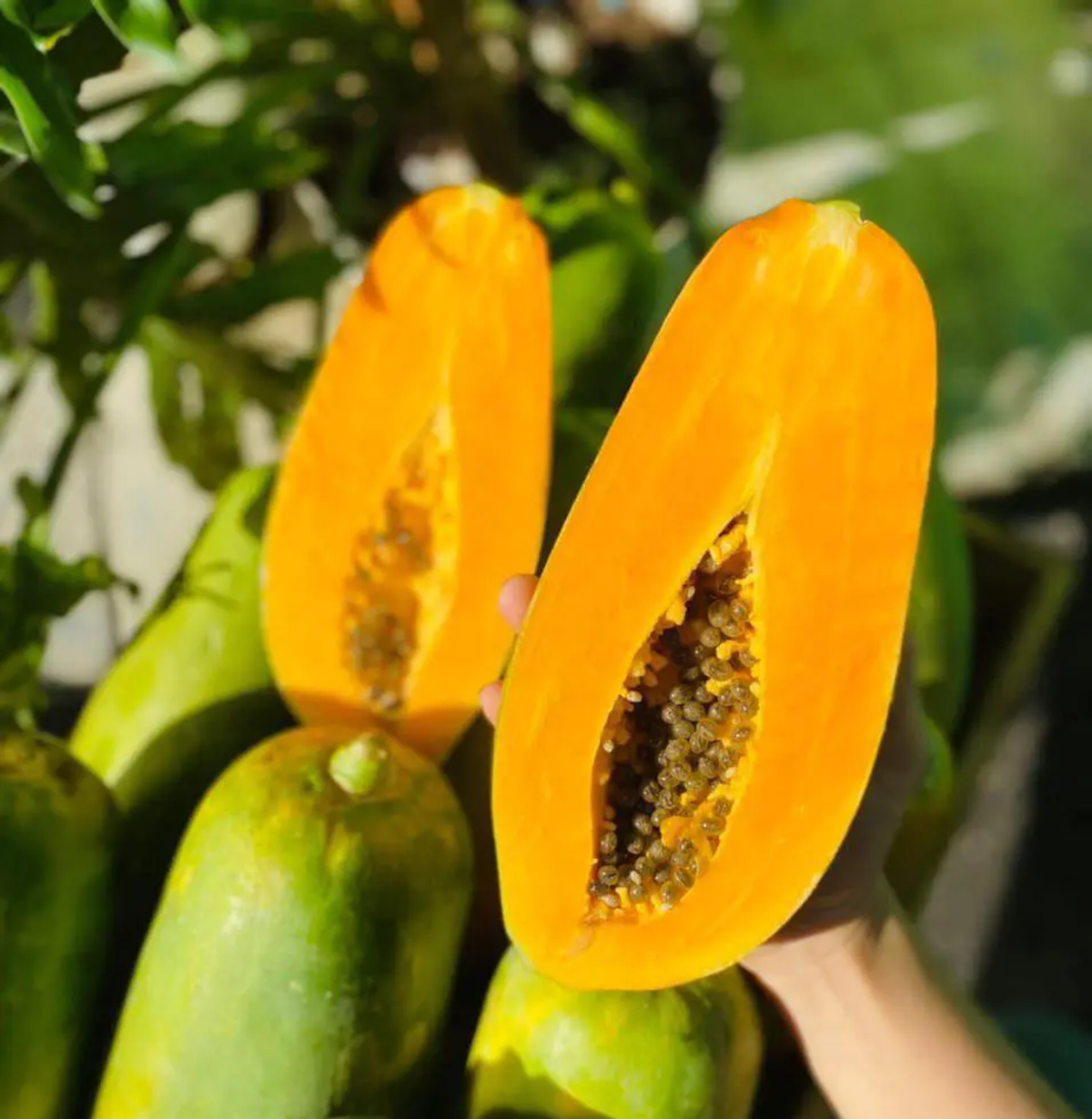 Loại quả "tốt nhất thế giới", ở Việt Nam hễ ra chợ l&agrave; thấy- Ảnh 3.