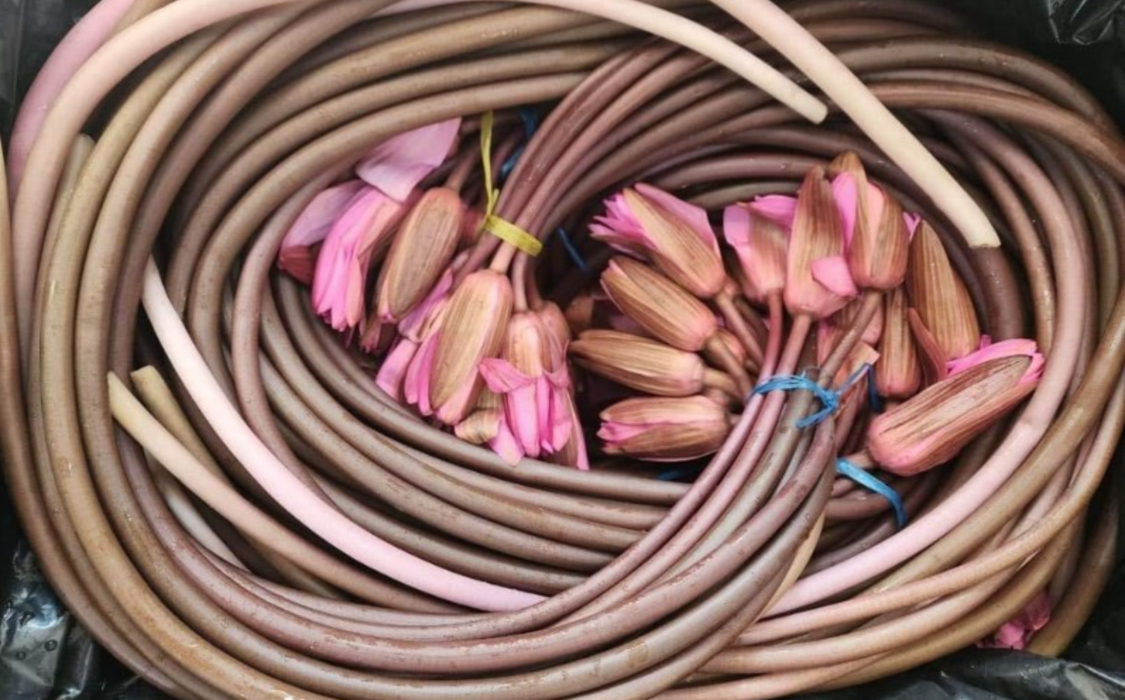 Không chỉ là thủ phủ trái cây, miền Tây còn sở hữu một "kho báu" ít người biết- Ảnh 3. Không chỉ là thủ phủ trái cây, miền Tây còn sở hữu một "kho báu" ít người biết- Ảnh 3.